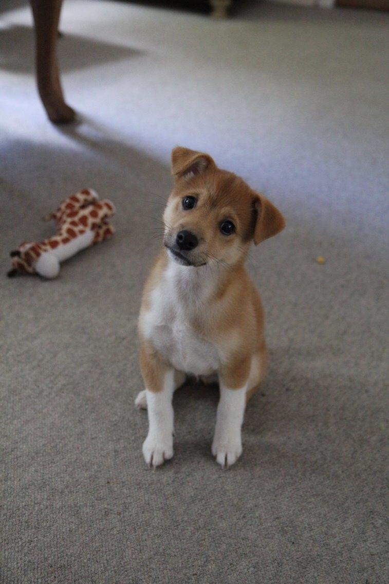 Blanding af racer Kenzo billede 16