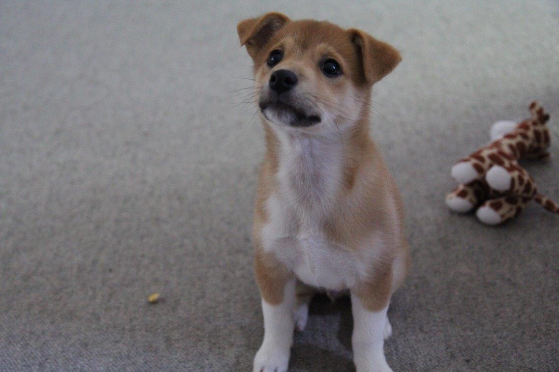 Blanding af racer Kenzo billede 18