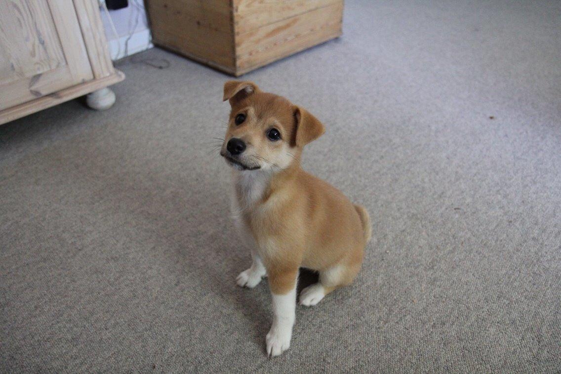 Blanding af racer Kenzo billede 19