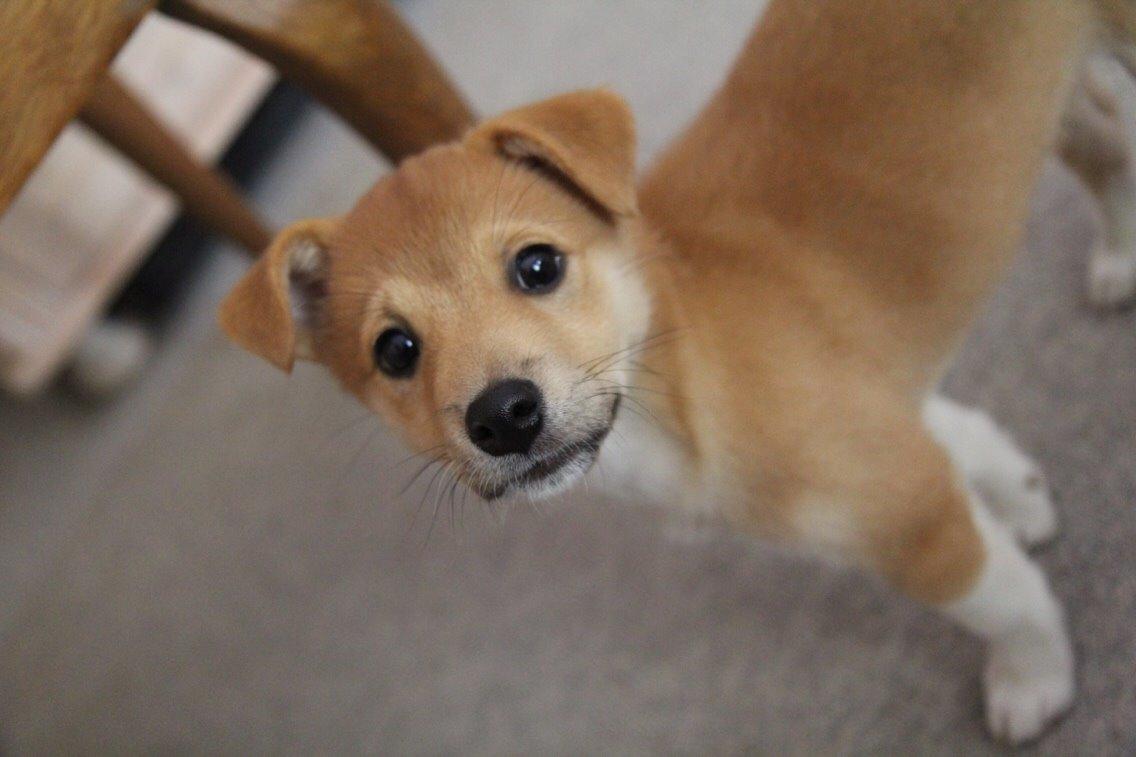 Blanding af racer Kenzo billede 20