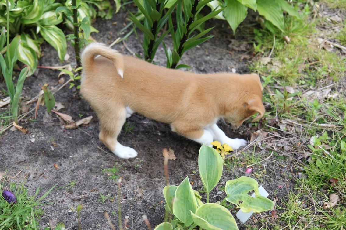 Blanding af racer Kenzo billede 21