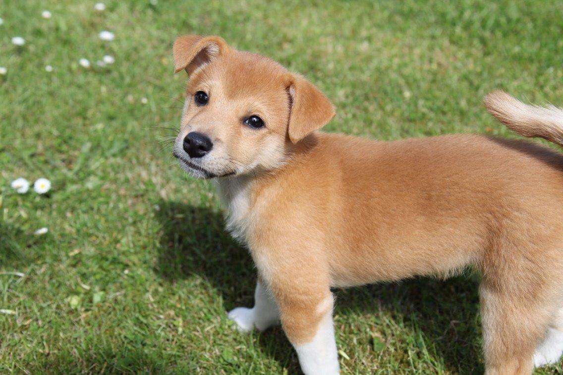 Blanding af racer Kenzo billede 22