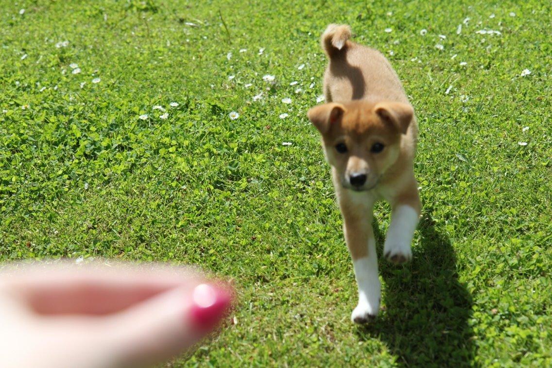 Blanding af racer Kenzo billede 23