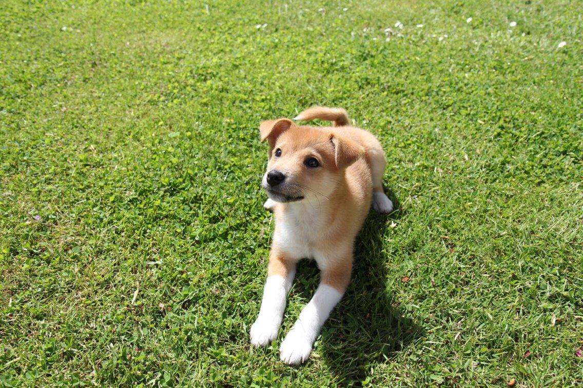 Blanding af racer Kenzo billede 24