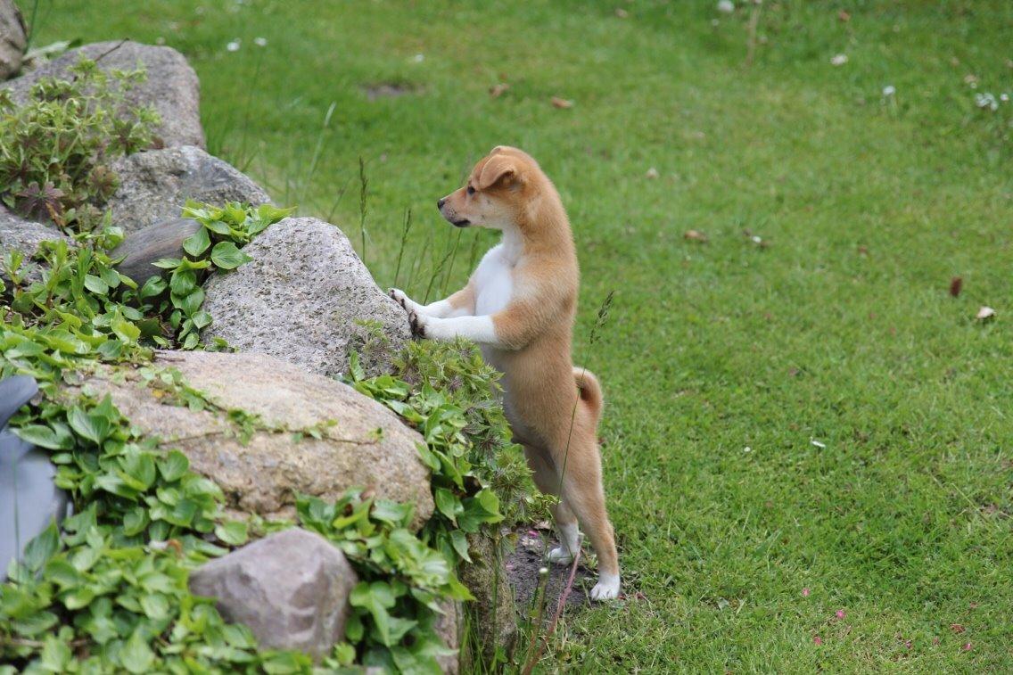 Blanding af racer Kenzo billede 25