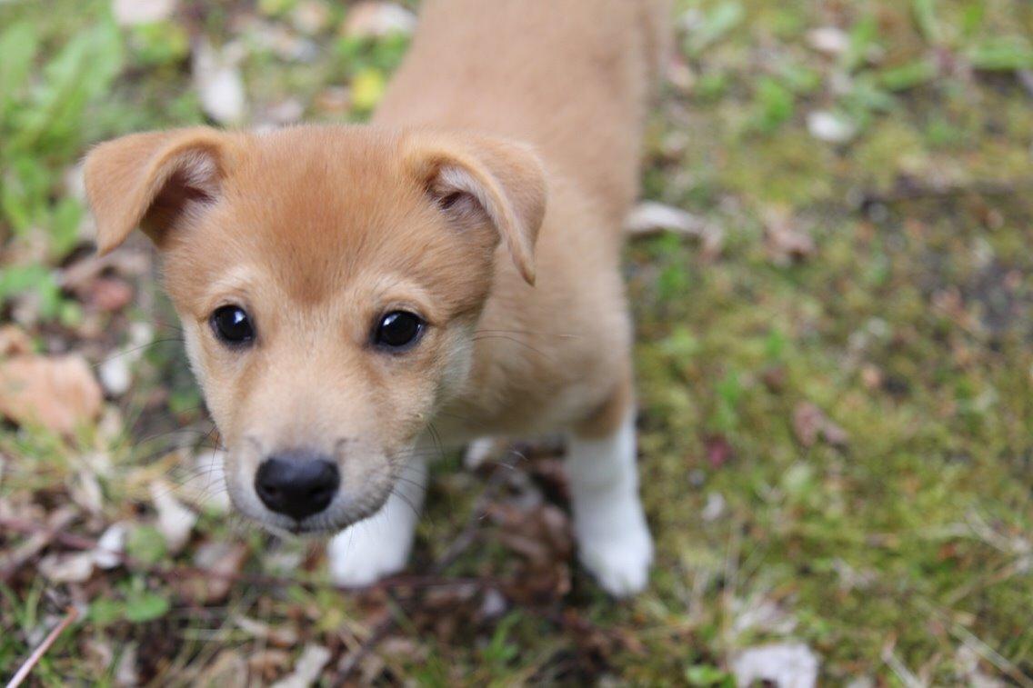 Blanding af racer Kenzo billede 26