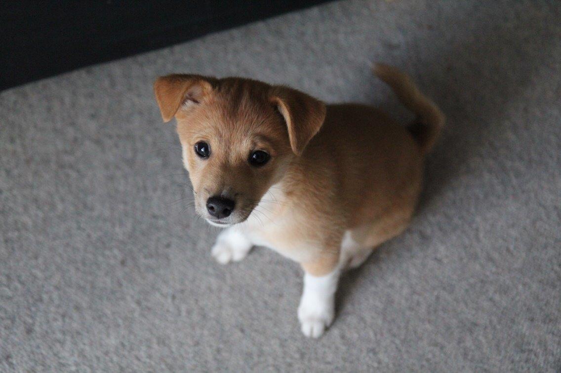 Blanding af racer Kenzo billede 27