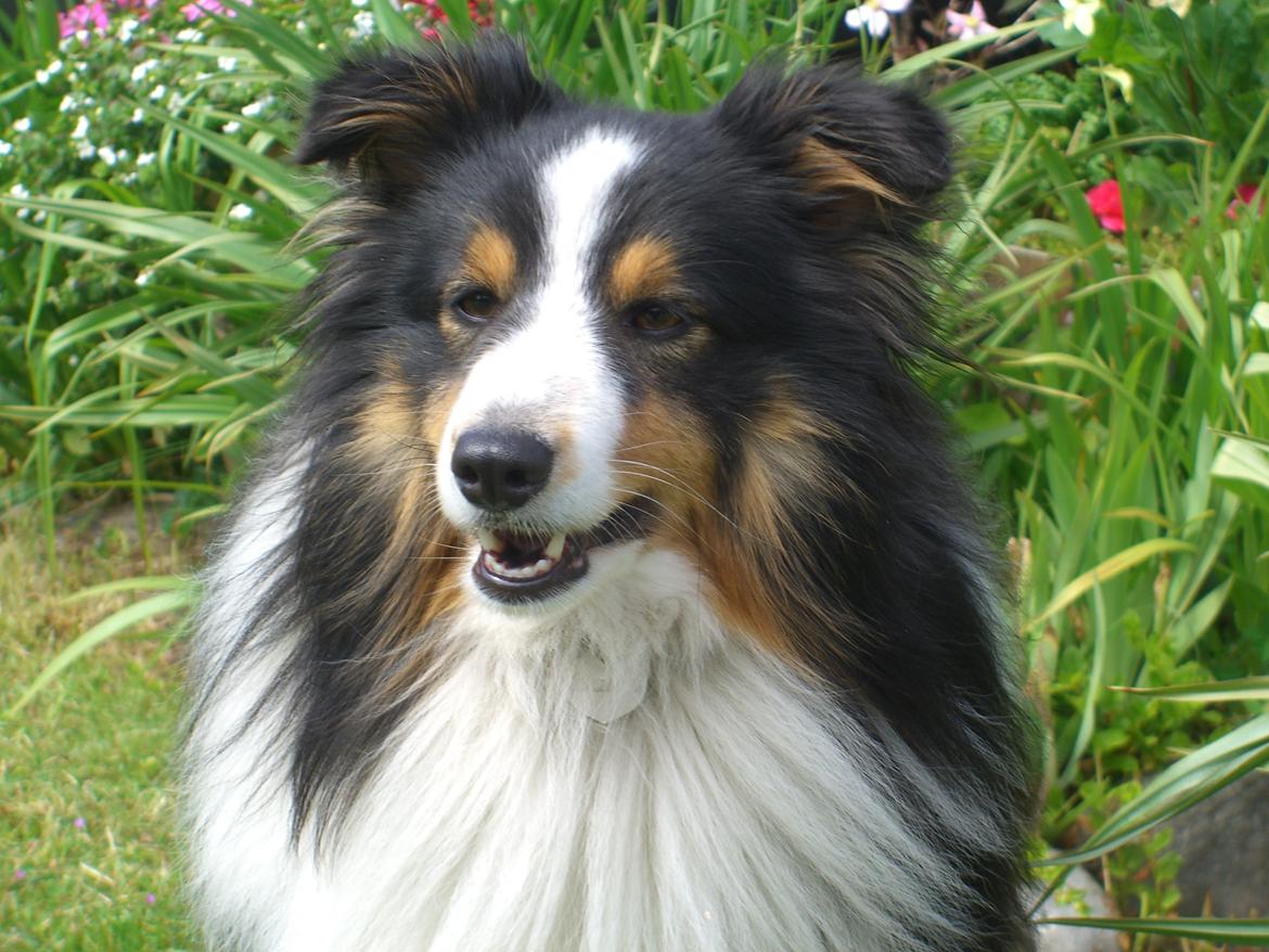 Shetland sheepdog Baloo - 💕 billede 16