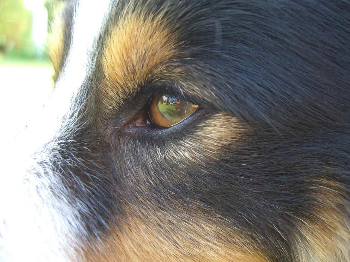 Shetland sheepdog Baloo - :3 billede 22