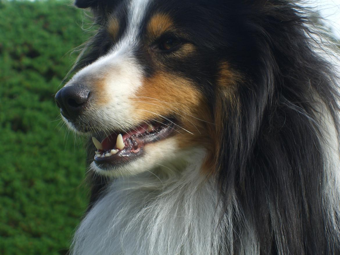 Shetland sheepdog Baloo - Smuk, Smukkere, BALOO! billede 21