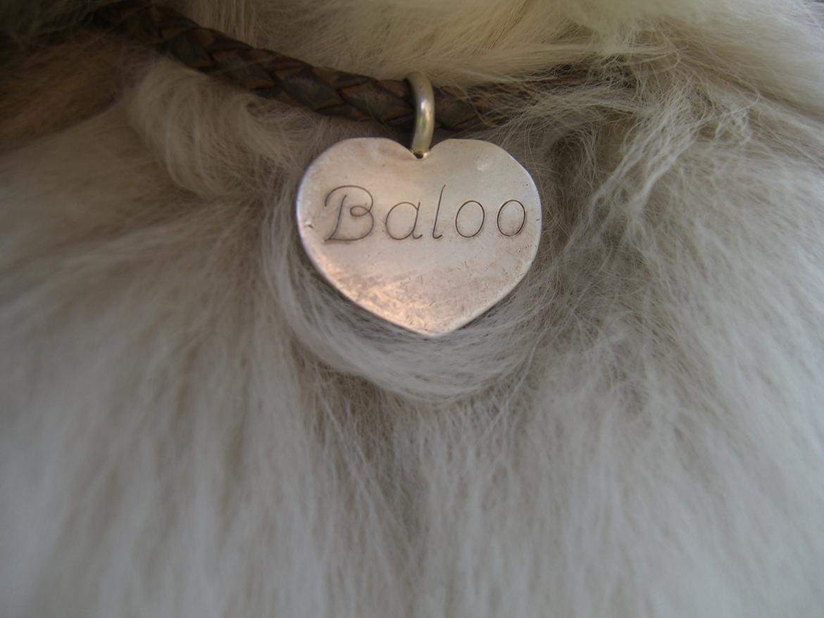 Shetland sheepdog Baloo - ~BALOO~ billede 24