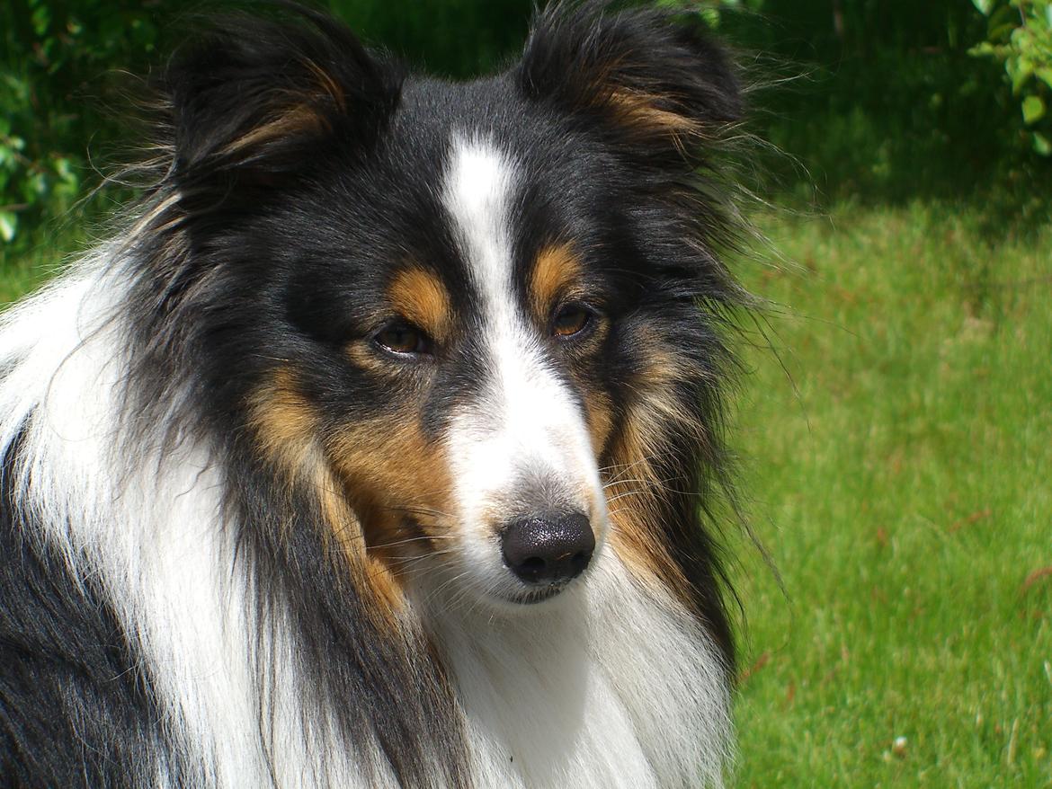 Shetland sheepdog Baloo - NAWWW billede 25