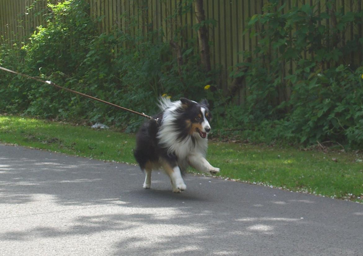 Shetland sheepdog Baloo - Fuld galop!!! billede 18