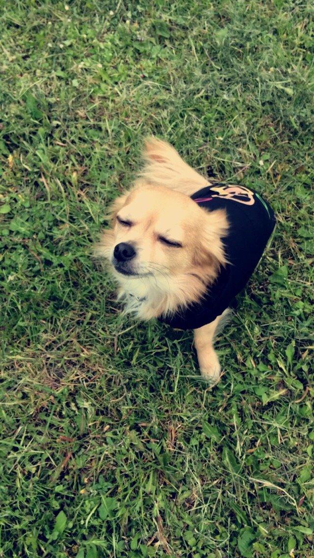 Chihuahua Cæsar billede 9