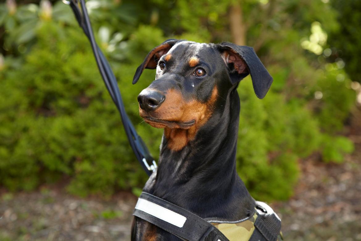 Tysk pinscher Cassis Heartbeat Jamie - Maj 2015 billede 15