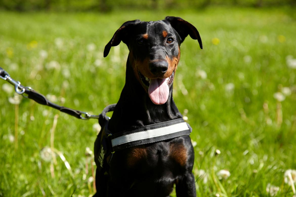 Tysk pinscher Cassis Heartbeat Jamie - Maj 2015 billede 16