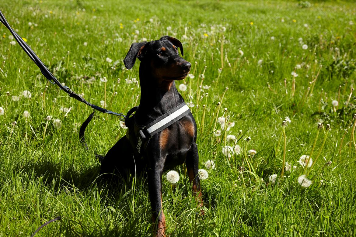 Tysk pinscher Cassis Heartbeat Jamie - Maj 2015 billede 17