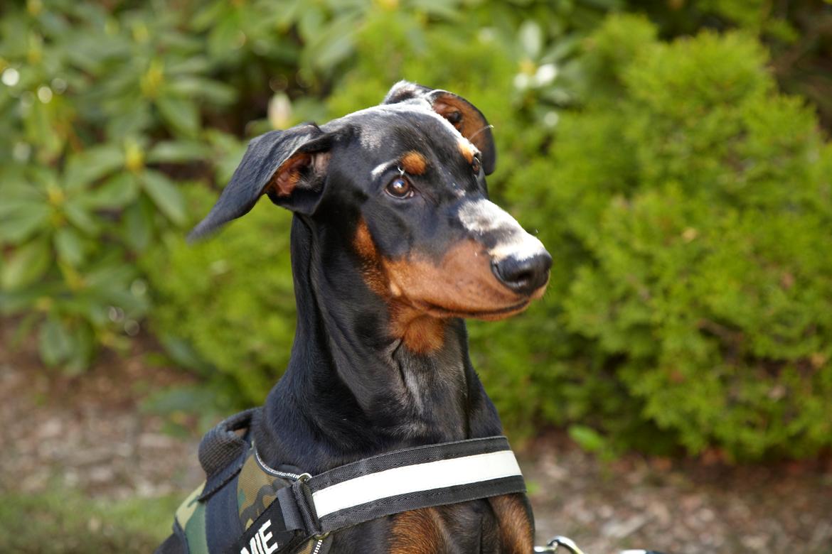 Tysk pinscher Cassis Heartbeat Jamie - Maj 2015 billede 18