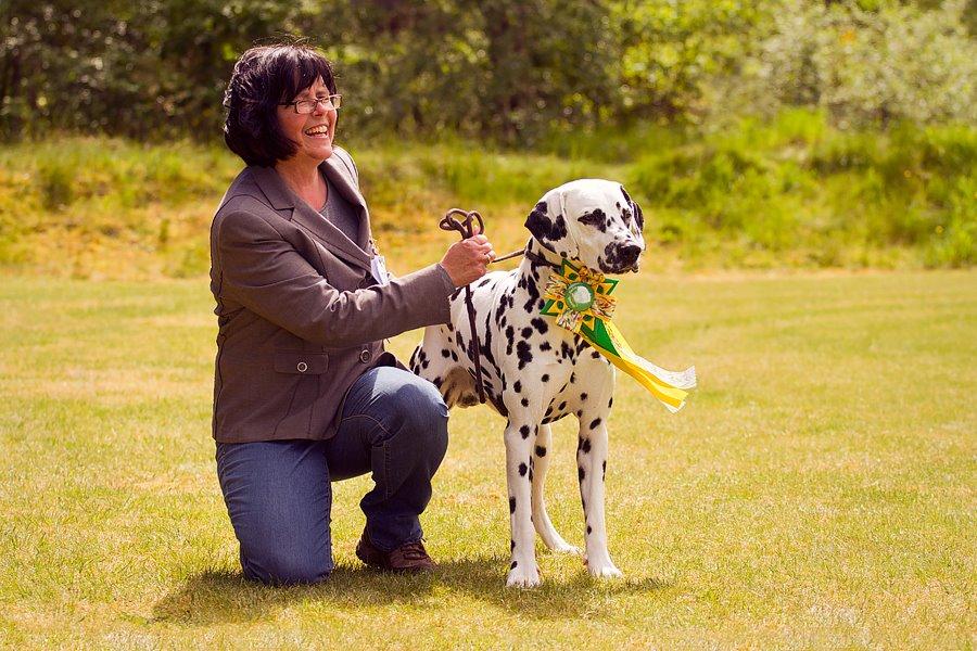 Dalmatiner Hugin (Spotdog's Everything Elegant) - På udstilling, 14 mdr. gammel billede 22