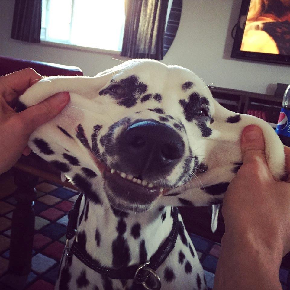 Dalmatiner Hugin (Spotdog's Everything Elegant) billede 23