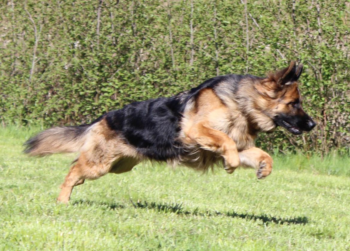 Schæferhund Vestegnen's Ciba - Maj 2015 billede 12