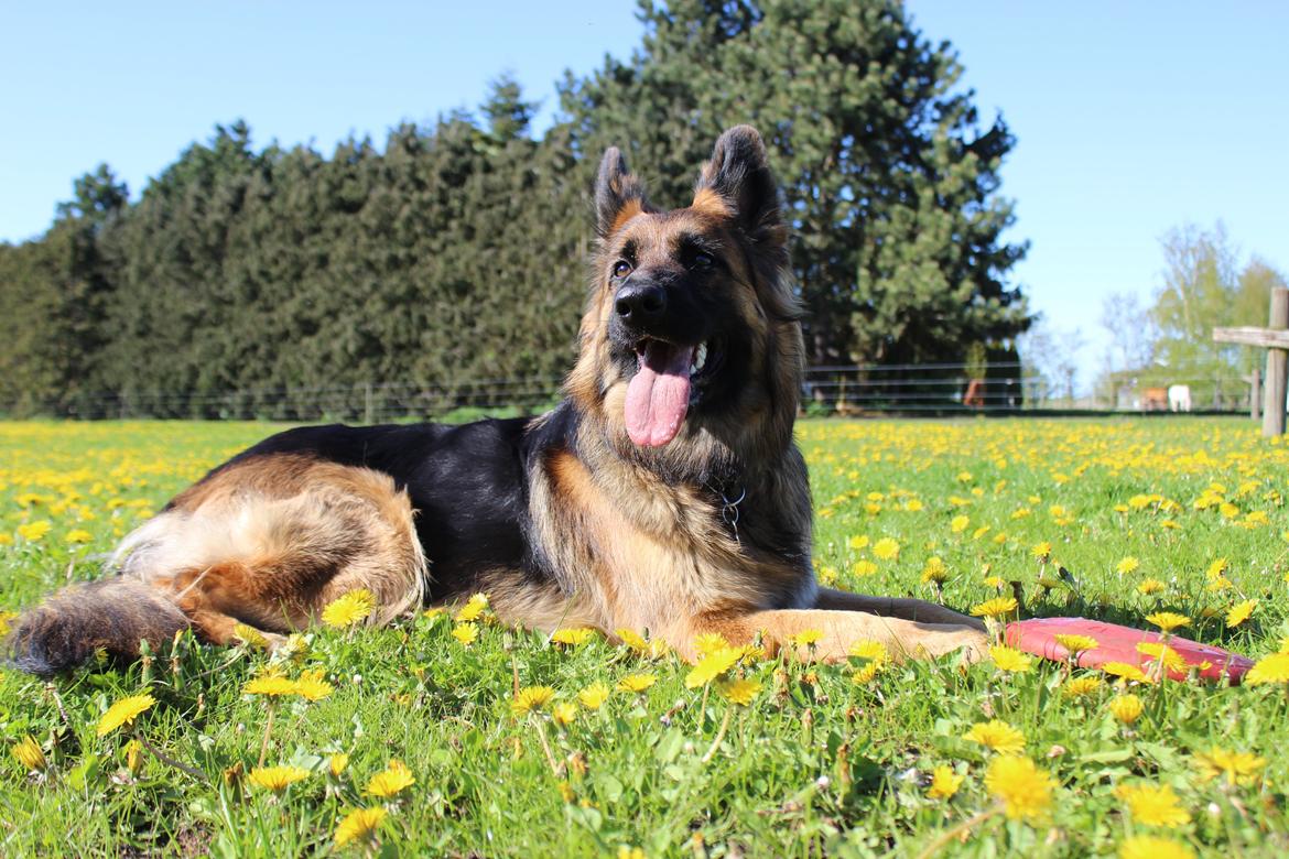 Schæferhund Vestegnen's Ciba - Maj 2015 billede 13