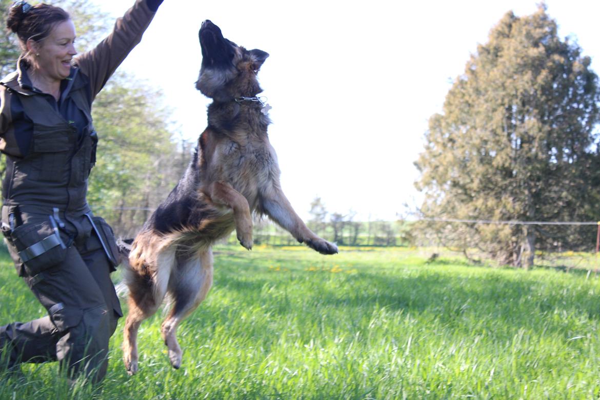 Schæferhund Vestegnen's Ciba - Maj 2015 billede 14