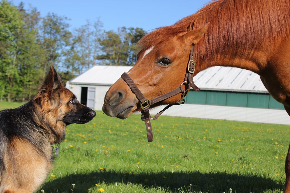 Schæferhund Vestegnen's Ciba - Maj 2015 - Hello Bay billede 10