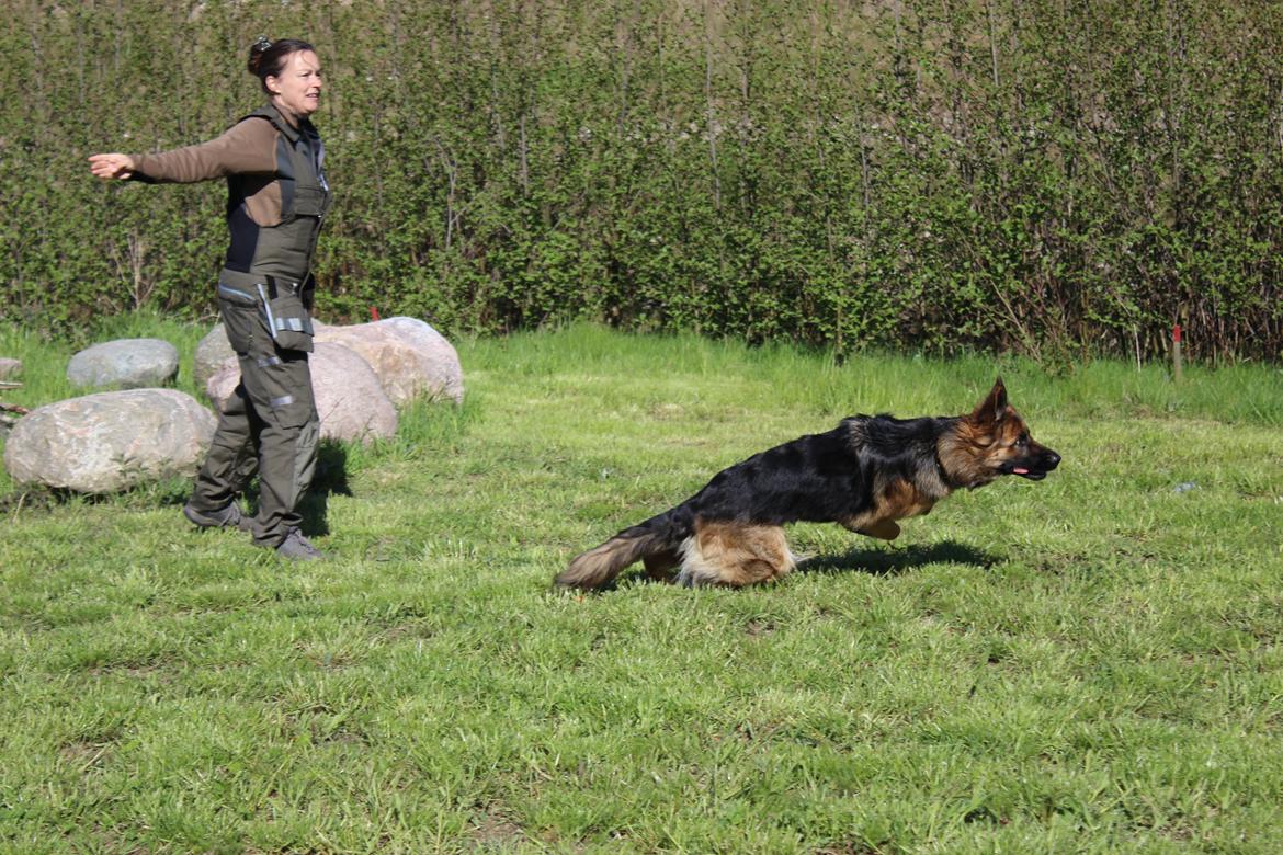 Schæferhund Vestegnen's Ciba billede 16