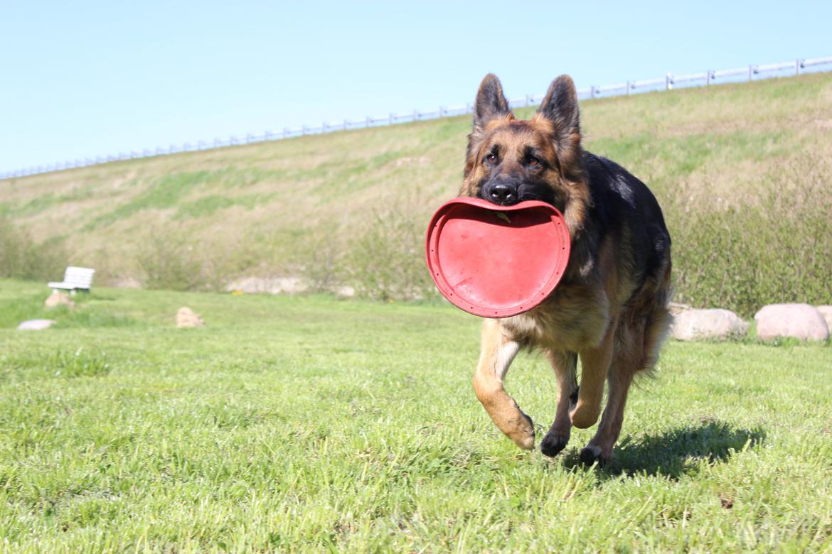 Schæferhund Vestegnen's Ciba billede 15