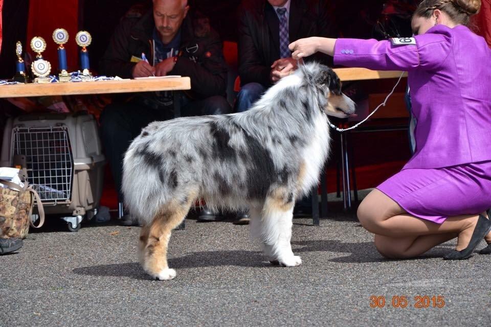 Australian shepherd Aston billede 38