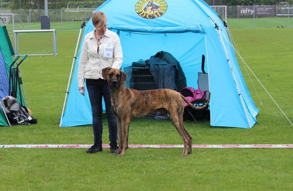 Grand danois Mini - Udstilling Nyborg billede 34