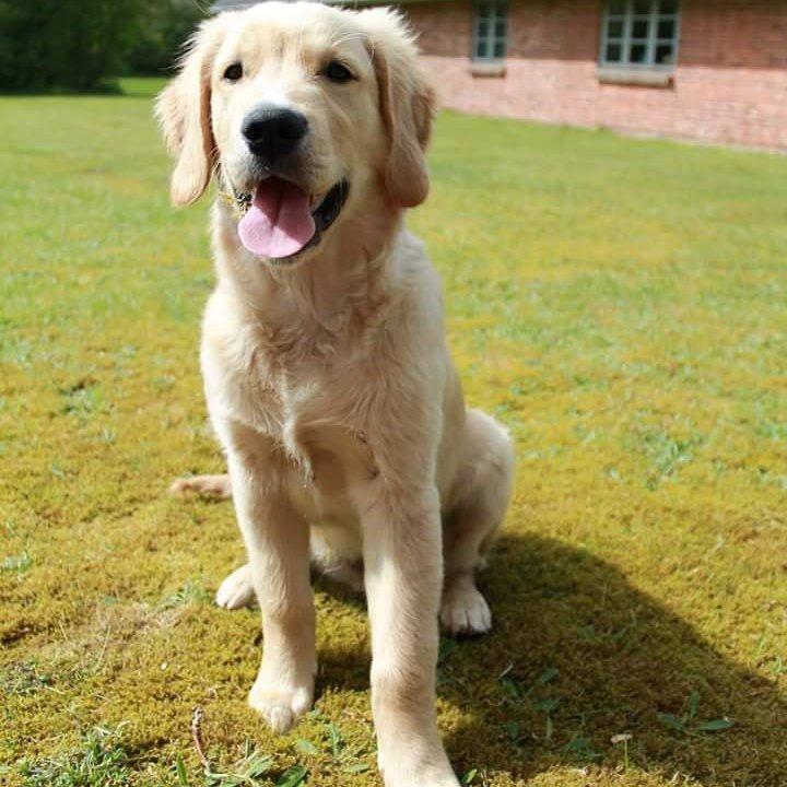 Golden retriever Konrad billede 26