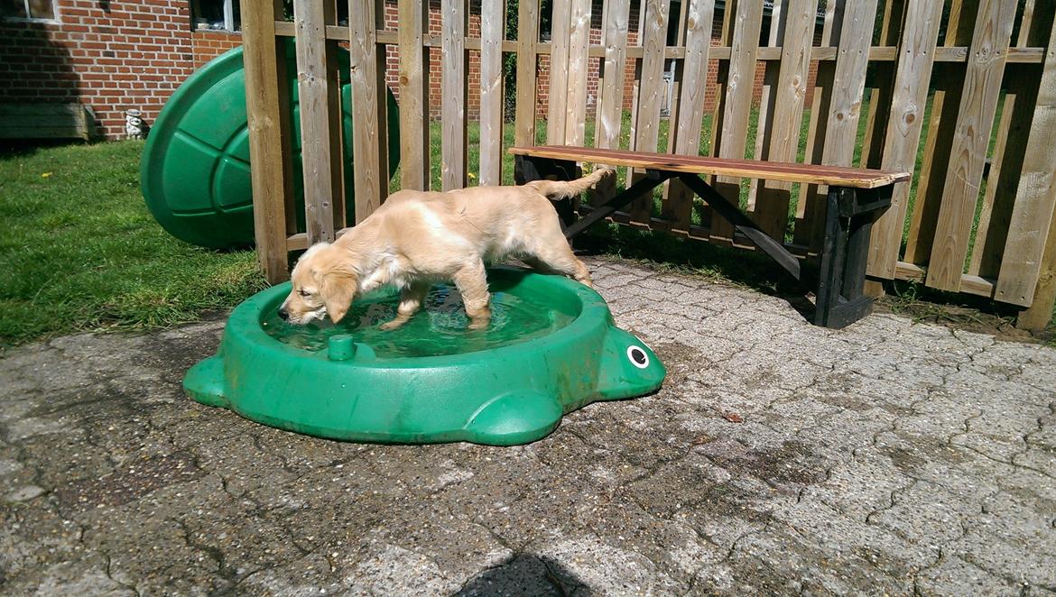 Golden retriever Konrad billede 27