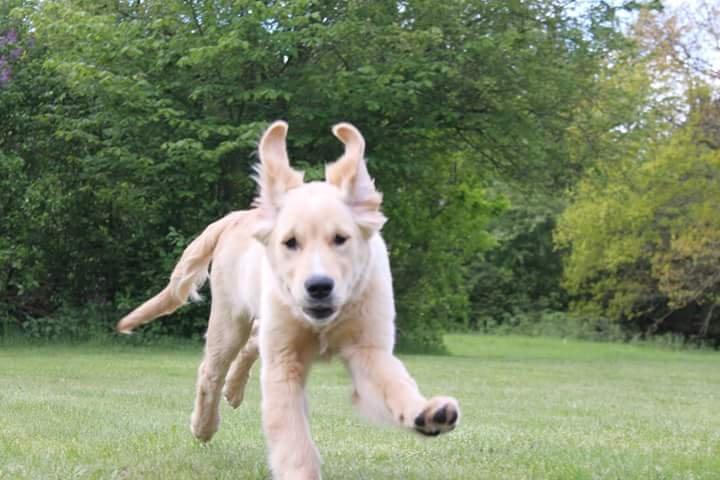 Golden retriever Konrad billede 28