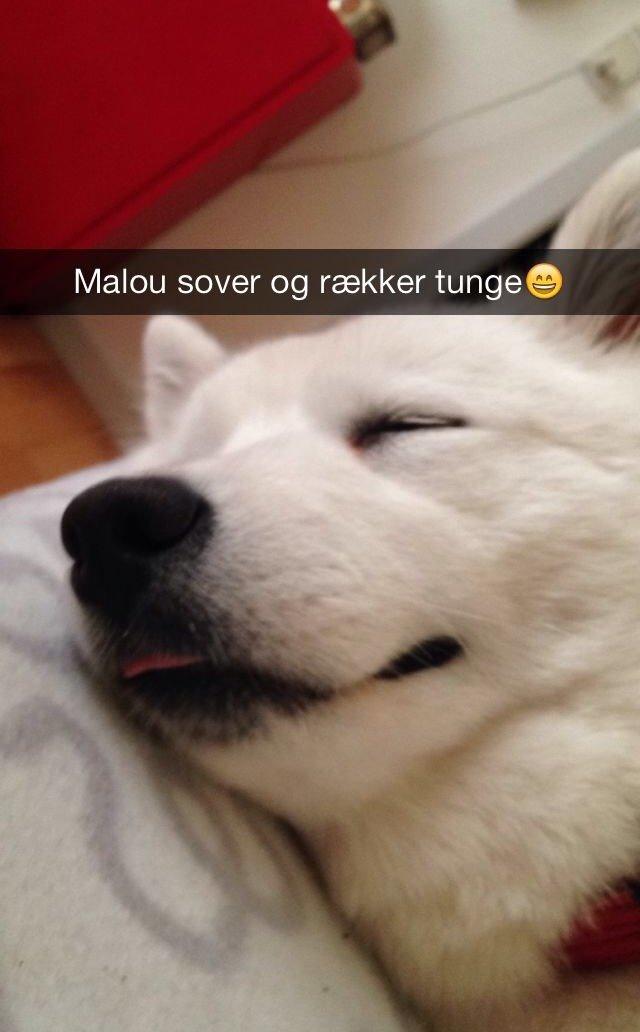 Samojedhund malou billede 4