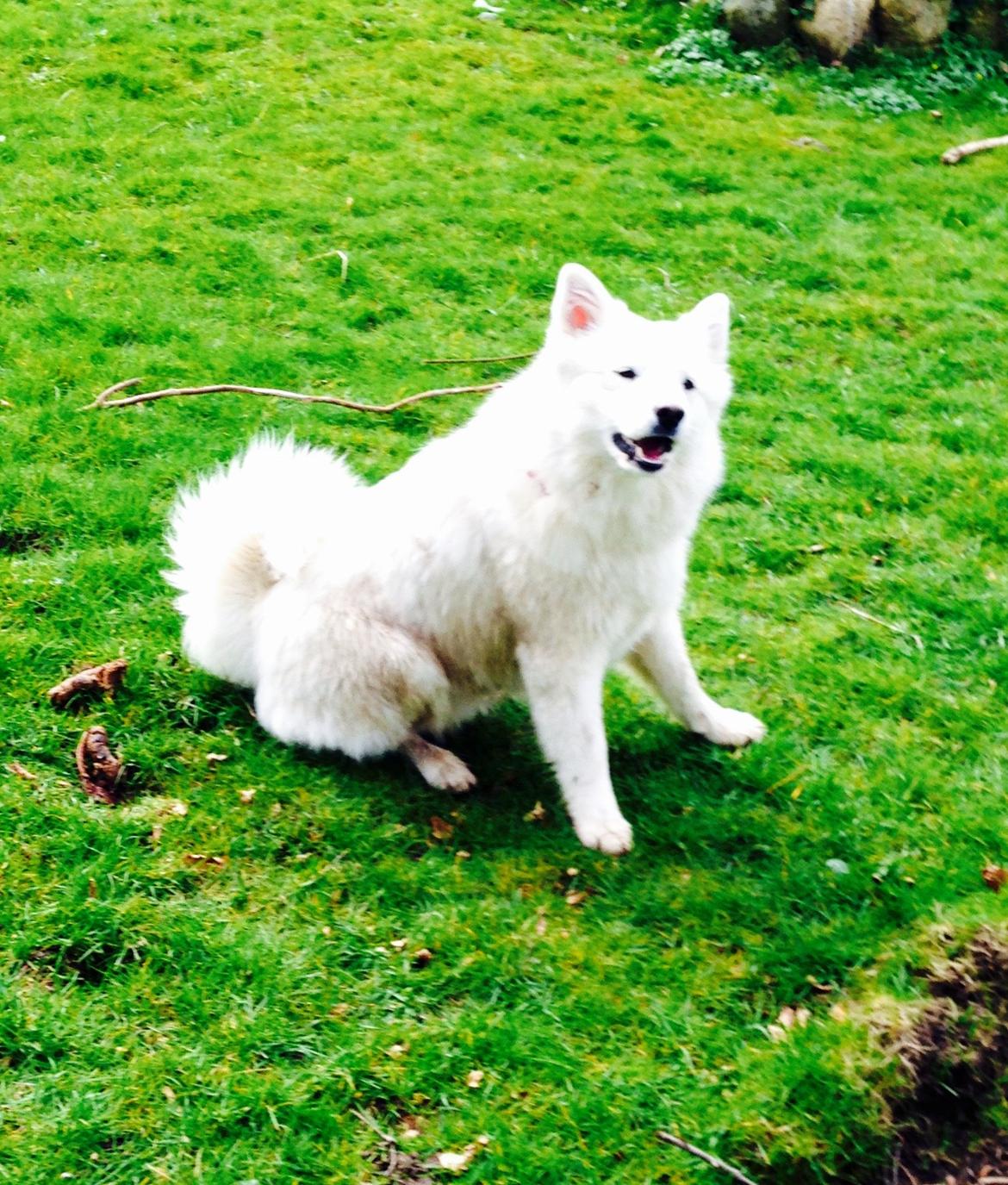 Samojedhund malou billede 9