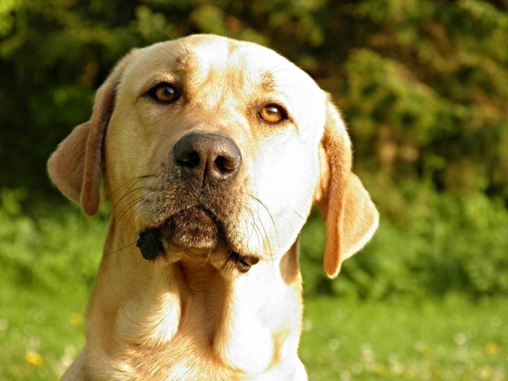 Broholmer Tempo billede 1