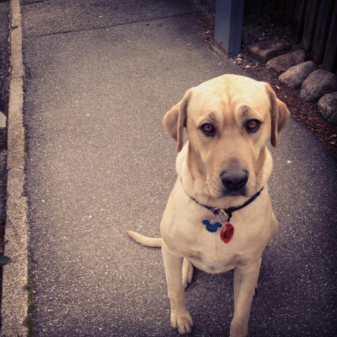 Broholmer Tempo billede 2