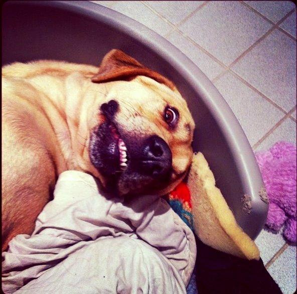 Broholmer Tempo billede 3