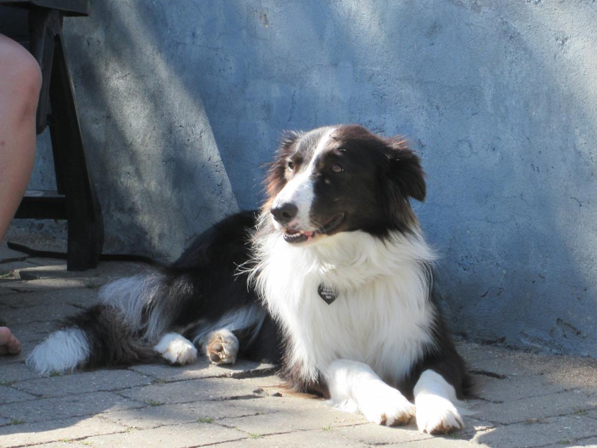 Border collie Kato - Den dag jeg fik ham hvem billede 14