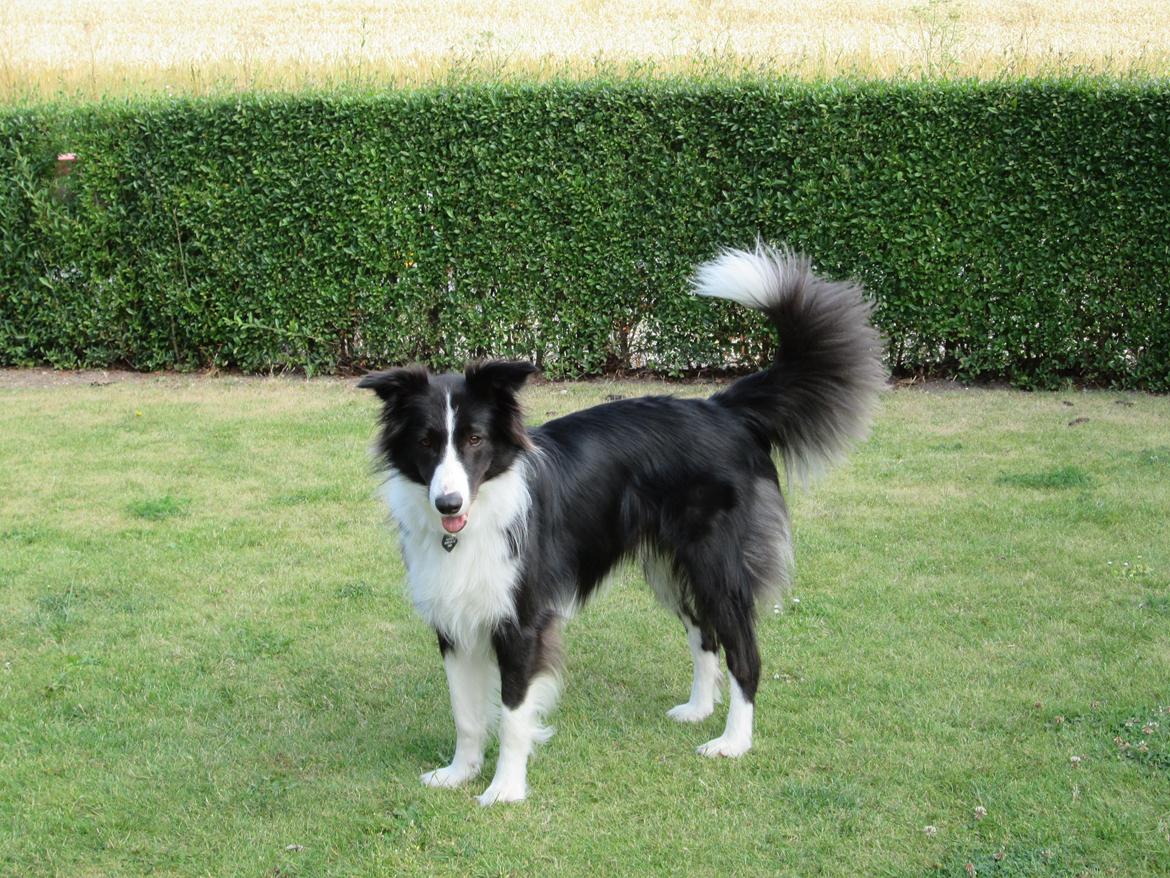 Border collie Kato - Kato holder et vågent øje med mig billede 15