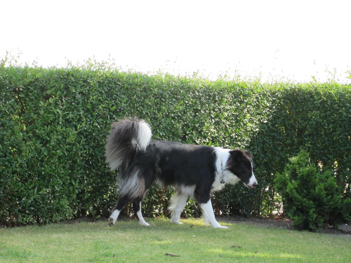 Border collie Kato - Kan du finde noget Kato billede 17