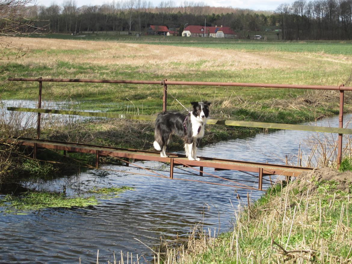Border collie Kato - Kato står på en bro mens jeg tar billedet. billede 19