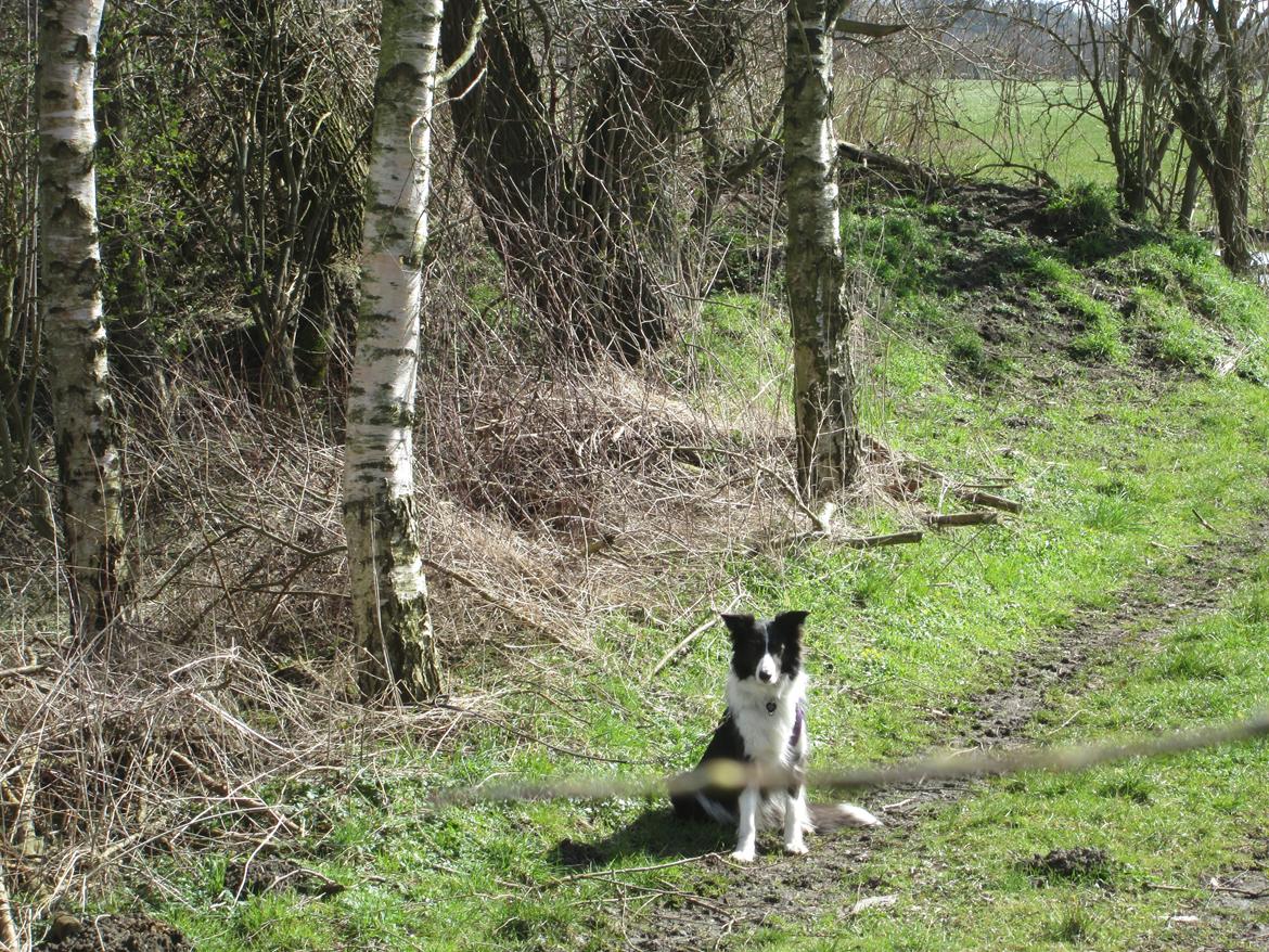 Border collie Kato - Kato sidder pænt og venter på mig billede 20