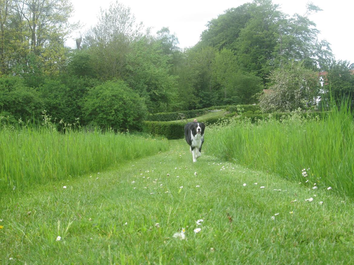 Border collie Kato - Kato løber op til mig ude i marken bag ved vores hus. med fulde drøn billede 21