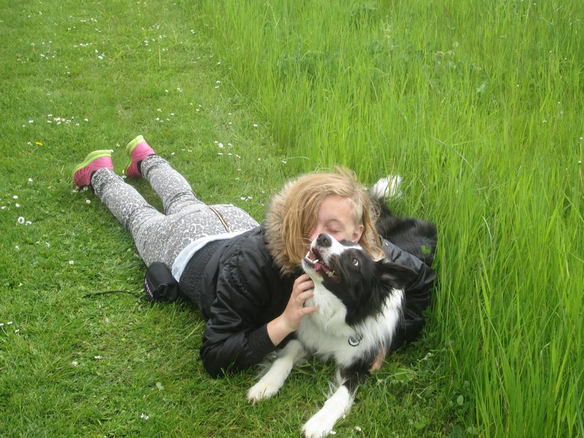 Border collie Kato - Lidt underligt billede. men det er godt fanget. billede 23