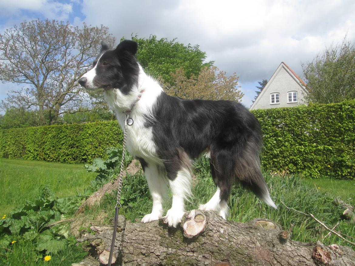 Border collie Kato - På det her billede kan man nok godt se hvorfor jeg nogle gange kalder ham Kong Kato billede 24