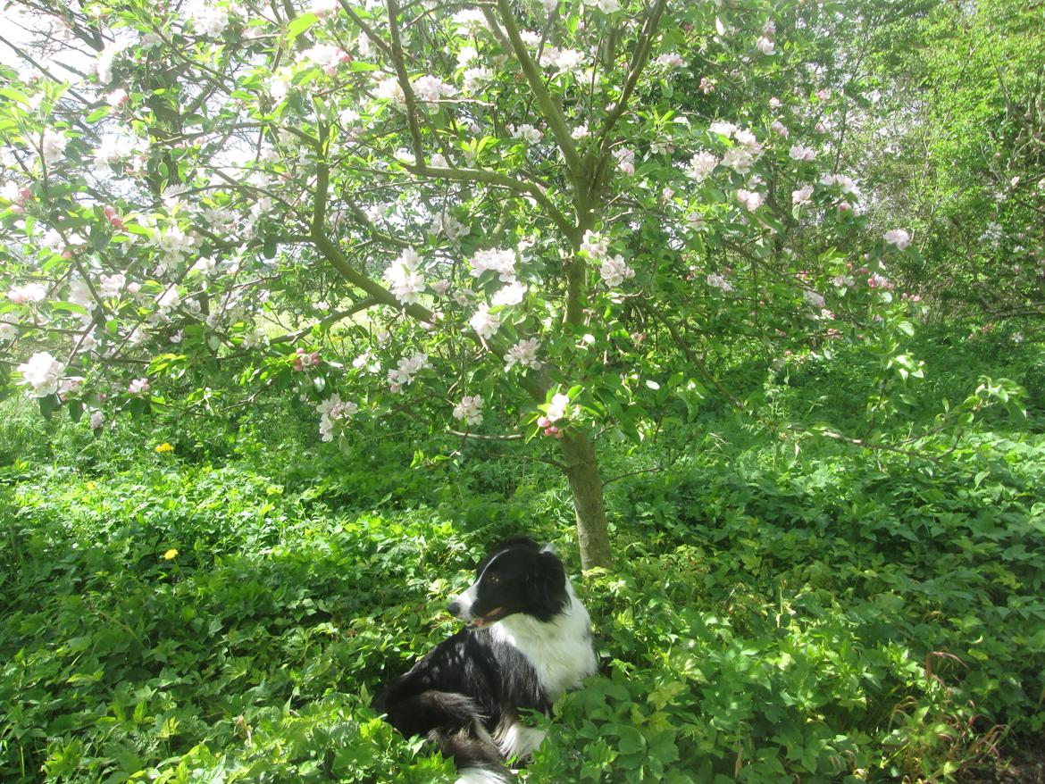 Border collie Kato - Kato sidder under et tre hvor der er blomster i billede 25