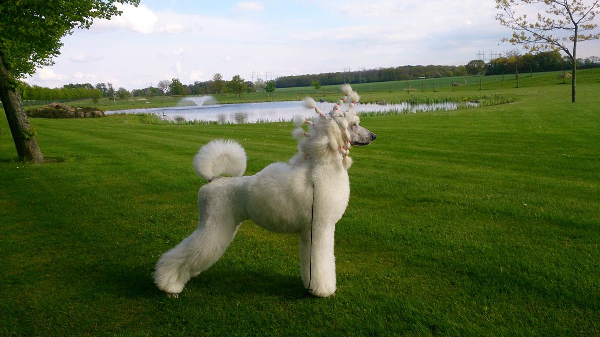 Storpuddel Tula billede 6